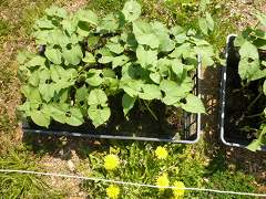 4/20　モロッコインゲン