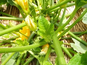 有機ズッキーニ