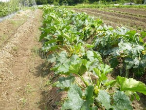 有機栽培丸ズッキーニ