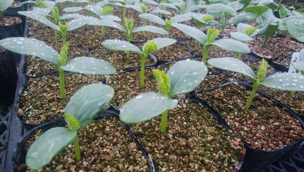 苗の販売について 今田自然農園