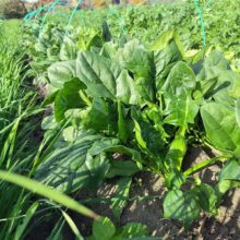 野菜セット　2025-12-02