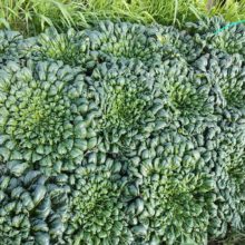 野菜セット　2025-12-09