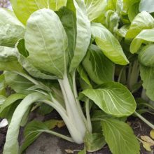 野菜セット　2025-12-23