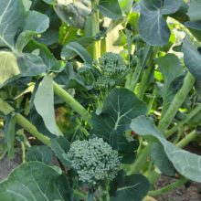 野菜セット　2026-01-20