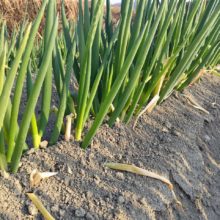 野菜セット　2026-02-03