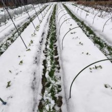 野菜セット　2026-02-10