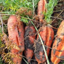 野菜セット　2026-02-17