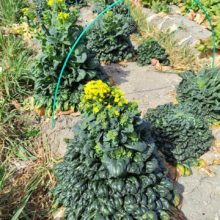 野菜セット　2026-02-24