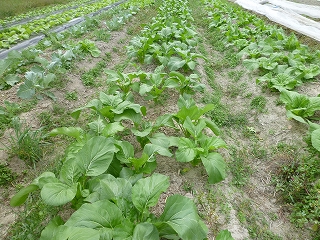 オータムポエム