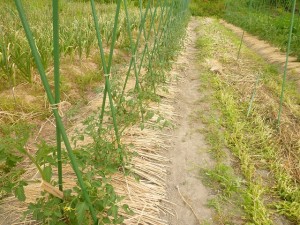 無農薬トマト　大阪