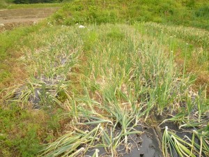 大阪有機無農薬の玉ねぎ