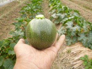 大阪産無農薬ズッキーニ