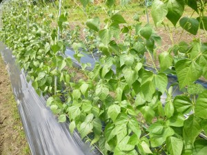 有機栽培インゲン