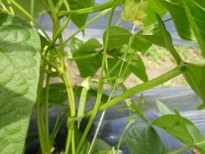 モロッコインゲン