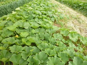 有機栽培かぼちゃ