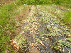 大阪産有機玉ねぎ