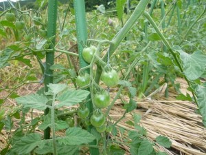 大阪産無農薬トマト