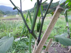 無農薬ピーマン