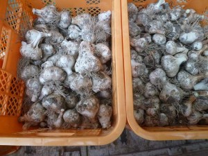 大阪産有機栽培ニンニク