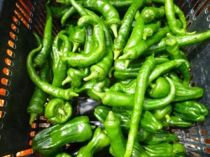 大阪有機ピーマン