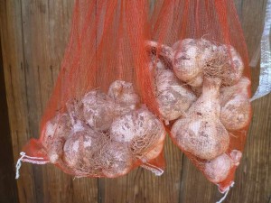 大阪有機ニンニク