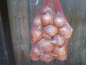 大阪無農薬玉ねぎ