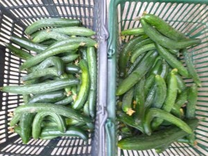 大阪無農薬キュウリ