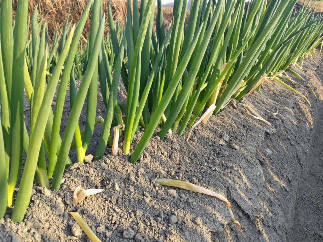 野菜セット　2026-02-03