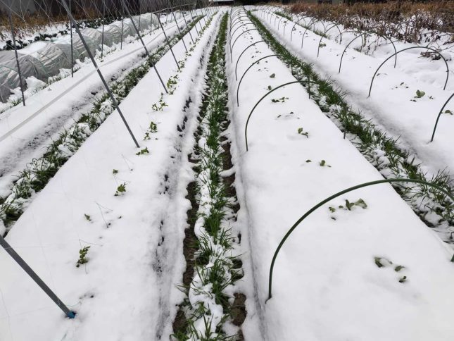 野菜セット　2026-02-10