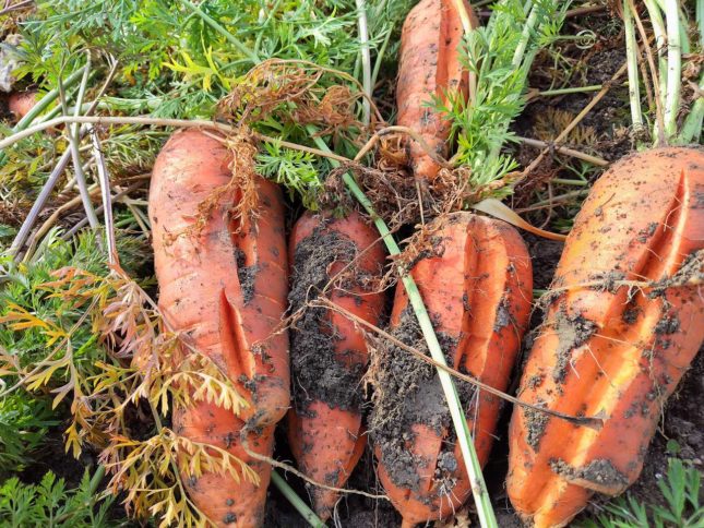 野菜セット　2026-02-17