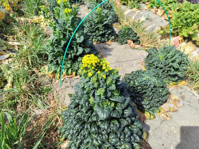 2026年2月24日の野菜セット