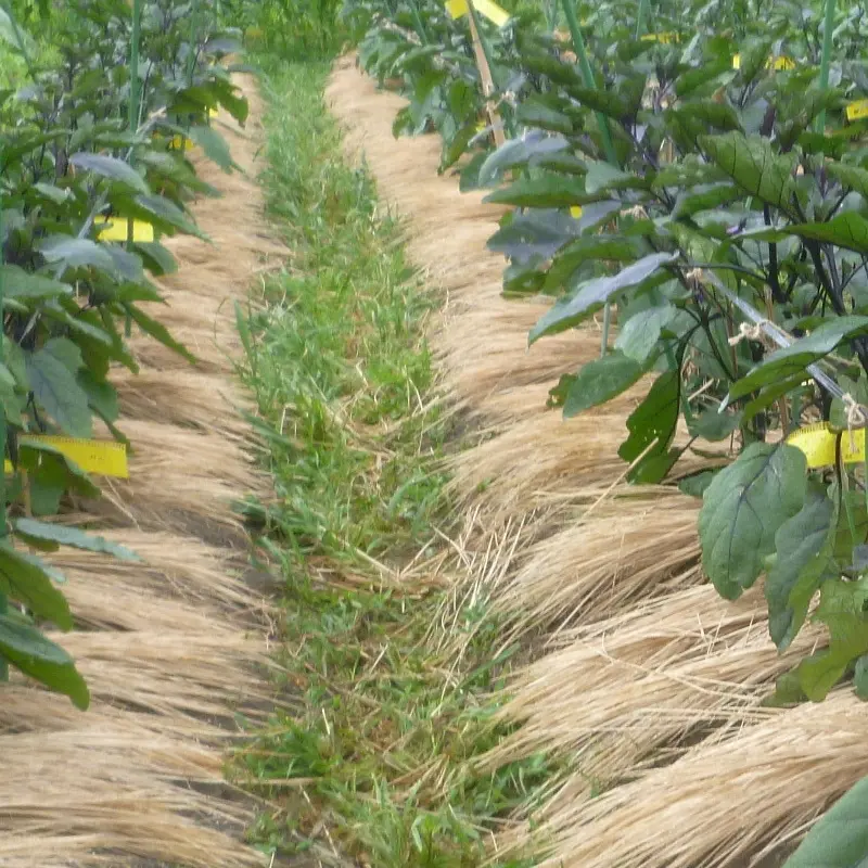 2026年2月24日の野菜セット