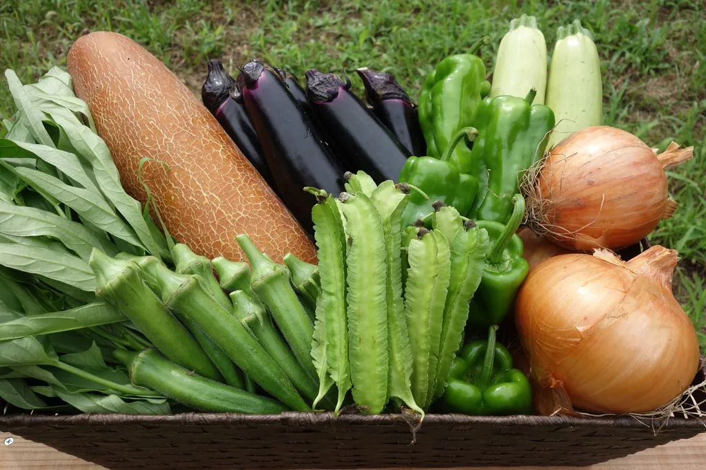 2026年2月24日の野菜セット