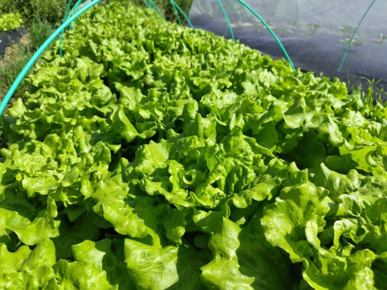 野菜セット　2026-05-05