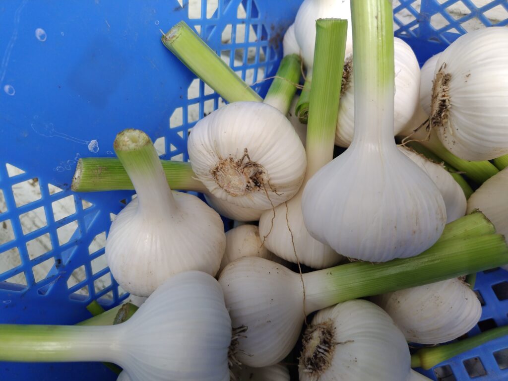 2026年5月12日の野菜セット