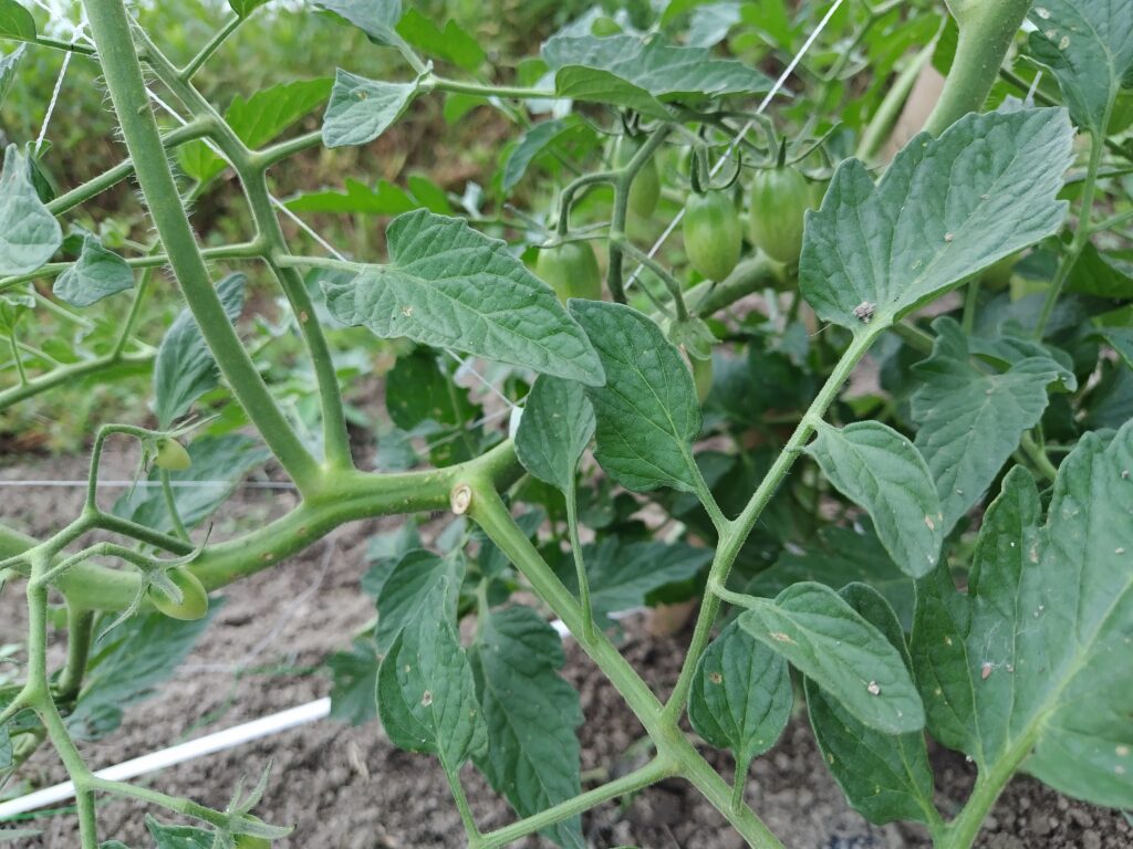 2026年6月2日の野菜セット