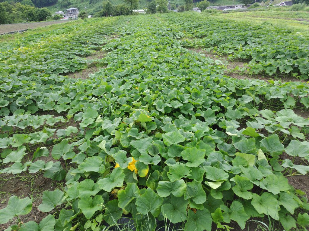 2026年6月9日の野菜セット