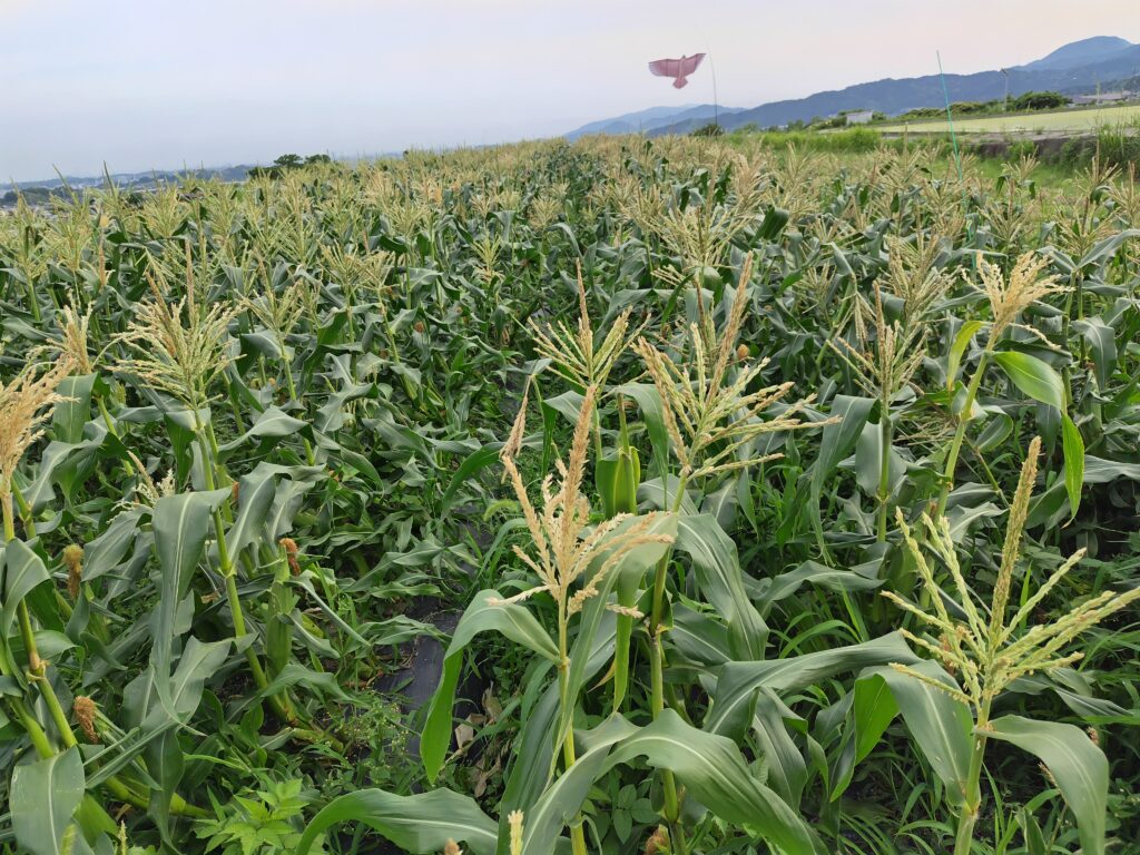 2026年6月16日の野菜セット