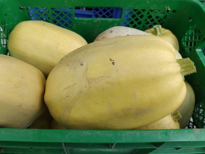2026年6月23日の野菜セット