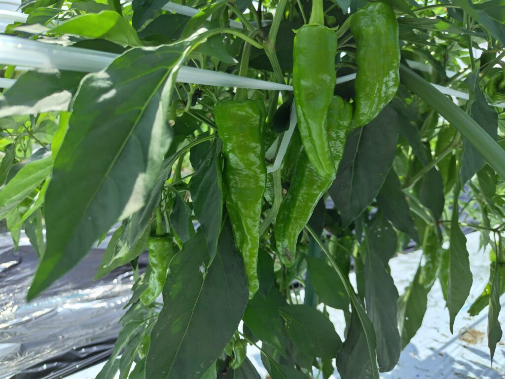 2026年7月14日の野菜セット