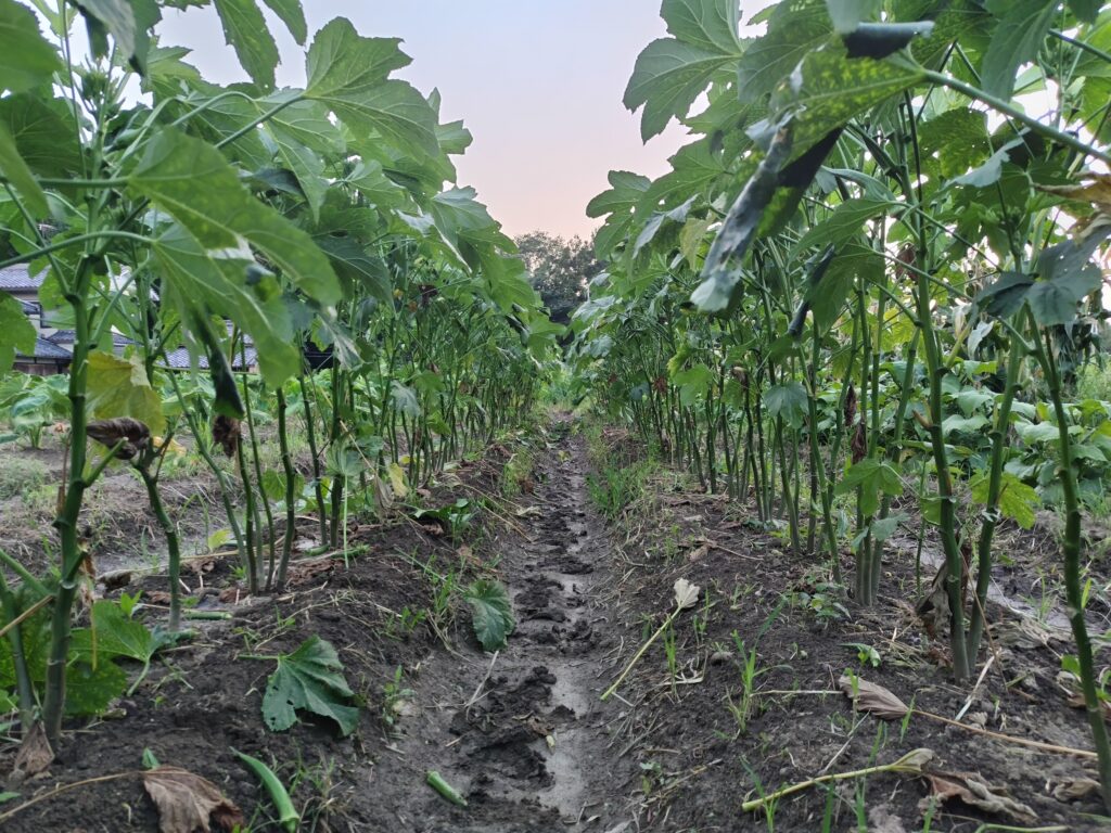2026年7月21日の野菜セット
