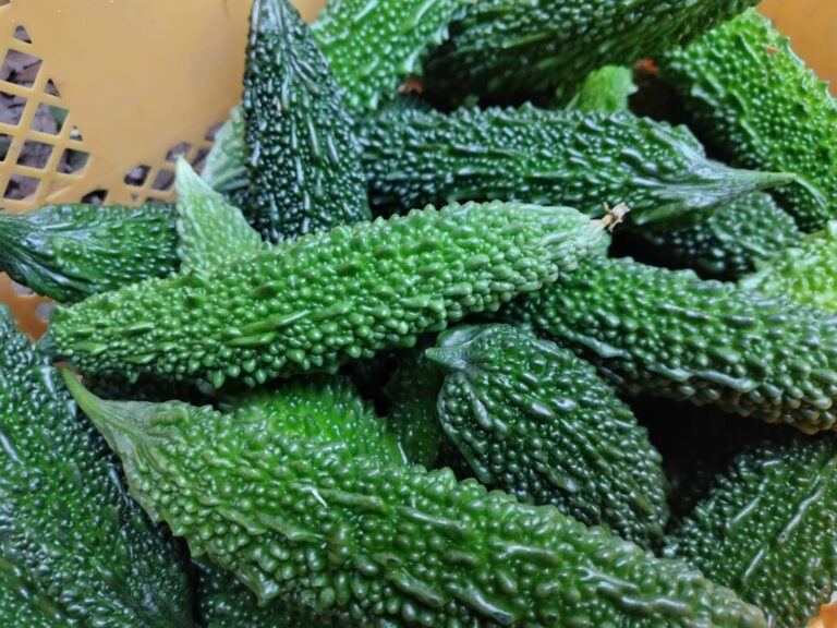 野菜セット 2026-07-28