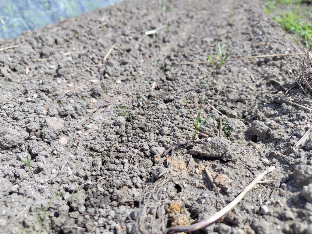 人参の発芽