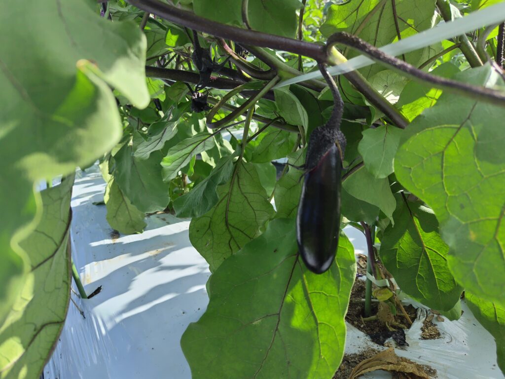 2026年8月11日の野菜セット