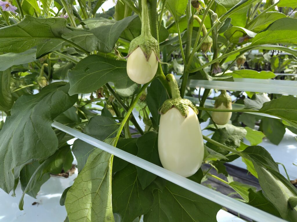 2026年8月18日の野菜セット