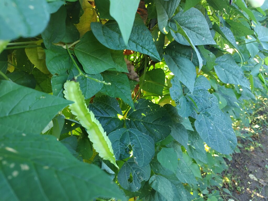 2026年9月1日の野菜セット