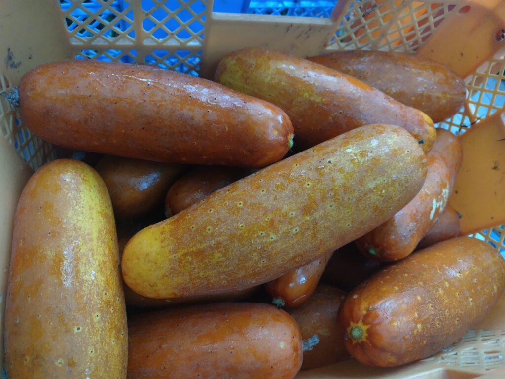 2026年9月8日の野菜セット
