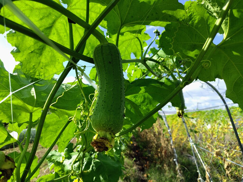 2026年9月22日の野菜セット
