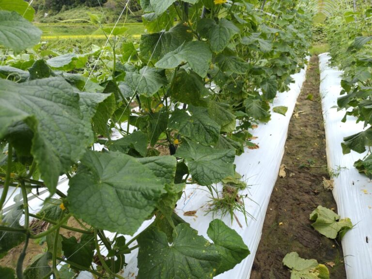 野菜セット 2026-09-15