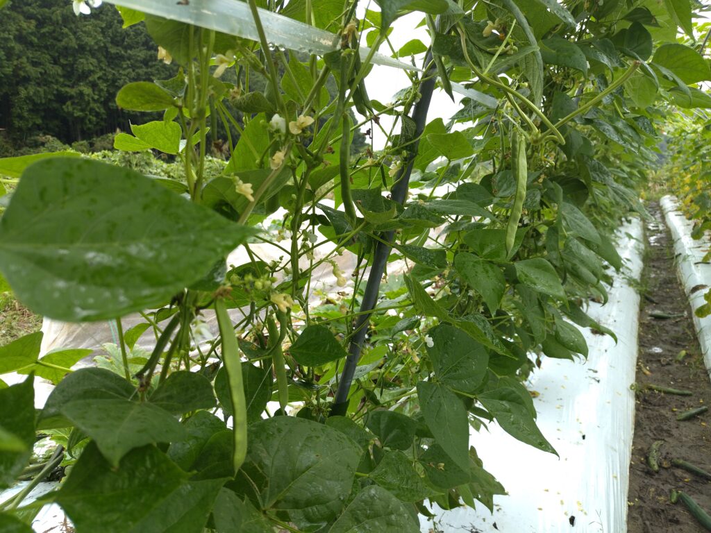 2026年9月29日の野菜セット